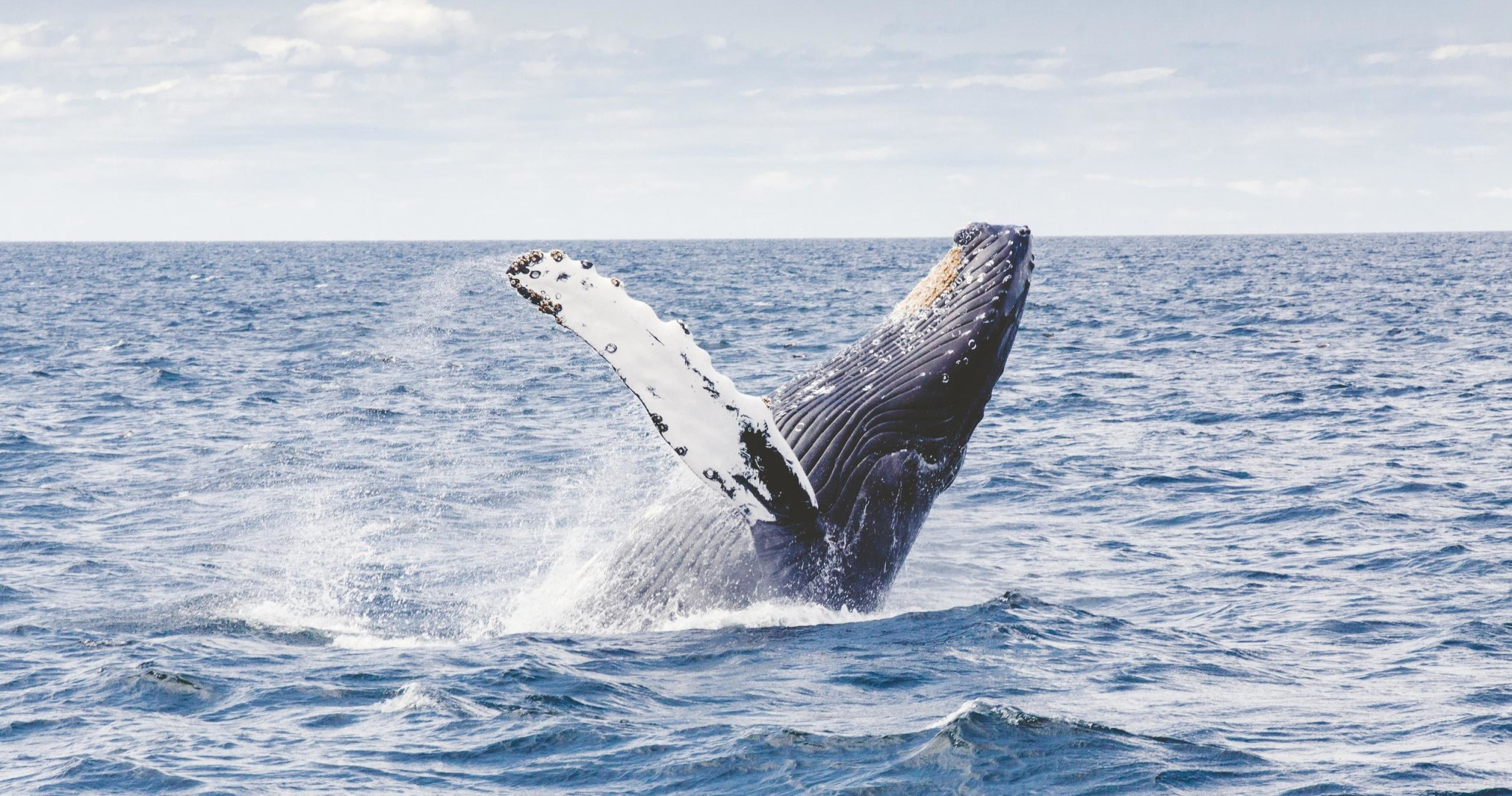 Waikiki Private Whale Watching Cruise - Photo 1 of 4